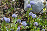 Globularia bisnagarica